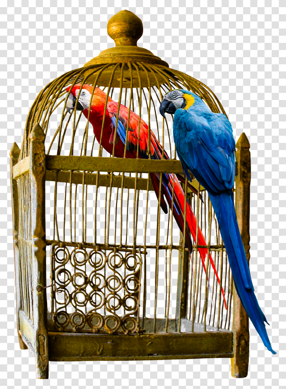 How To Choose Large Bird Cage For Your F 1533961 Parrot In Cage, Macaw, Animal, Gate Transparent Png