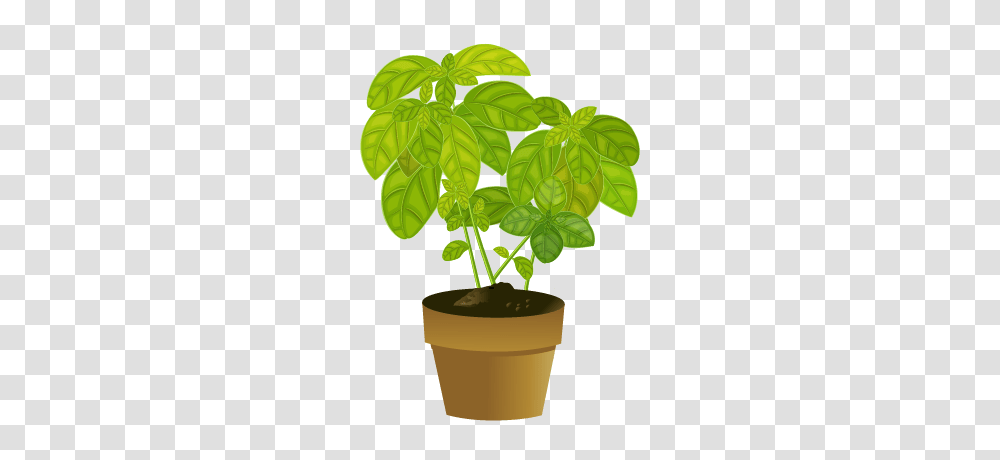 How To Clone Plants, Leaf, Green, Potted Plant, Vase Transparent Png