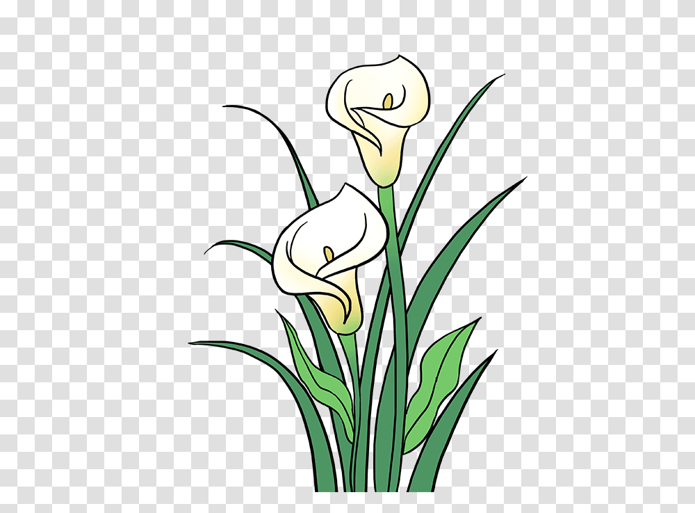 How To Draw A Calla Lily, Plant, Flower, Petal, Flax Transparent Png