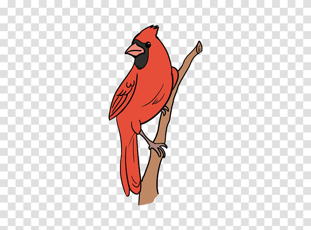 How To Draw A Cardinal Bird, Animal Transparent Png