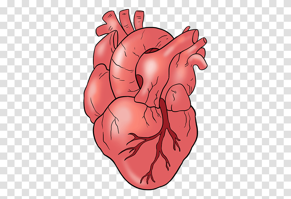 How To Draw A Human Heart Draw A Real Heart, Plant, Food, Sea Life, Animal Transparent Png