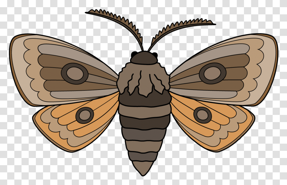 How To Draw A Moth Step By Step Butterfly, Insect, Invertebrate, Animal, Wasp Transparent Png