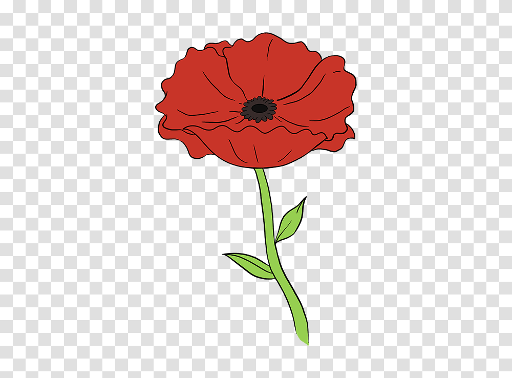 How To Draw A Poppy, Plant, Flower, Blossom, Carnation Transparent Png