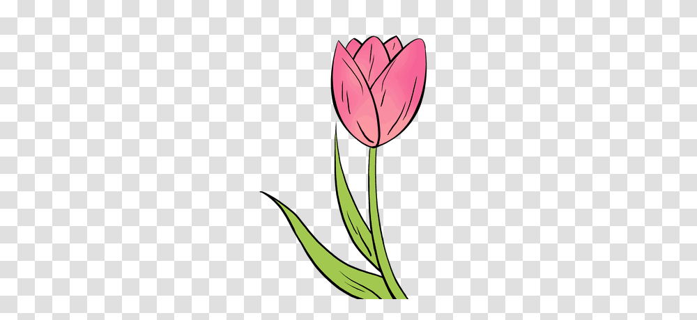 How To Draw A Tulip Really Easy Drawing Tutorial Gowns, Plant, Flower, Blossom, Petal Transparent Png