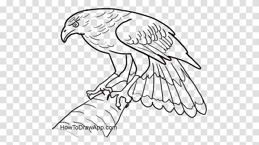 How To Draw An Eagle Easy, Vulture, Bird, Animal, Condor Transparent Png