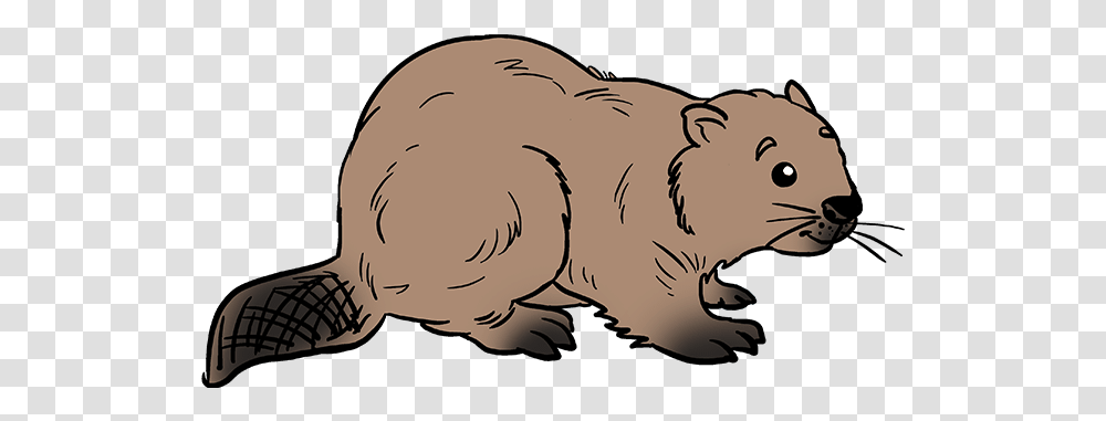 How To Draw Beaver Step By Step Beaver Easy Drawing, Mammal, Animal, Plant, Rodent Transparent Png