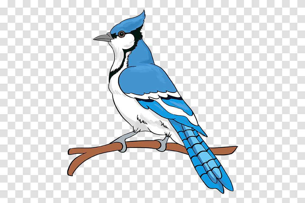 How To Draw Blue Jay Draw Easy Blue Jay Step, Bird, Animal, Person, Human Transparent Png