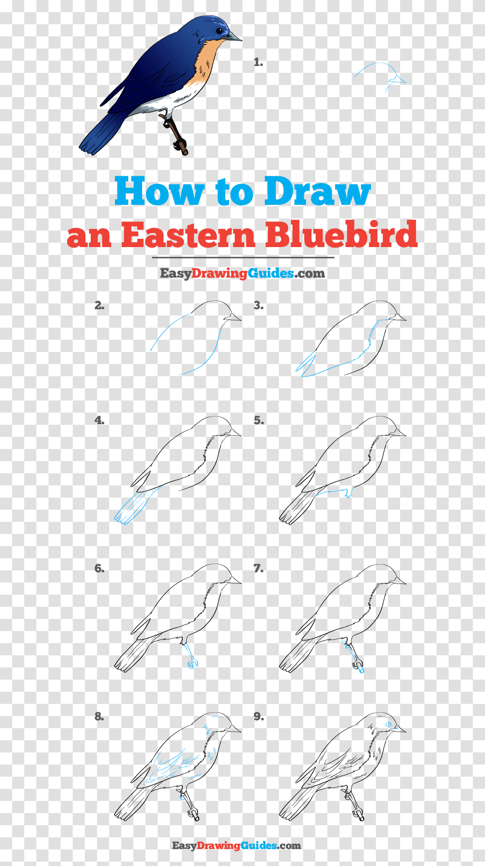 How To Draw Eastern Bluebird Step By Step Blue Bird, Animal, Poster, Advertisement Transparent Png