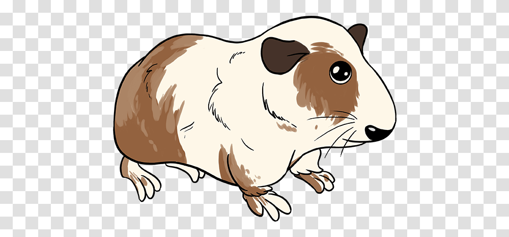 How To Draw Guinea Pig Guinea Pig Drawing Cartoon, Rodent, Mammal, Animal, Bird Transparent Png