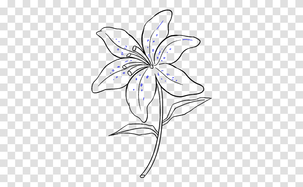 How To Draw Lily Easy Drawings Of A Lily, Flare, Light, Outdoors, Nature Transparent Png