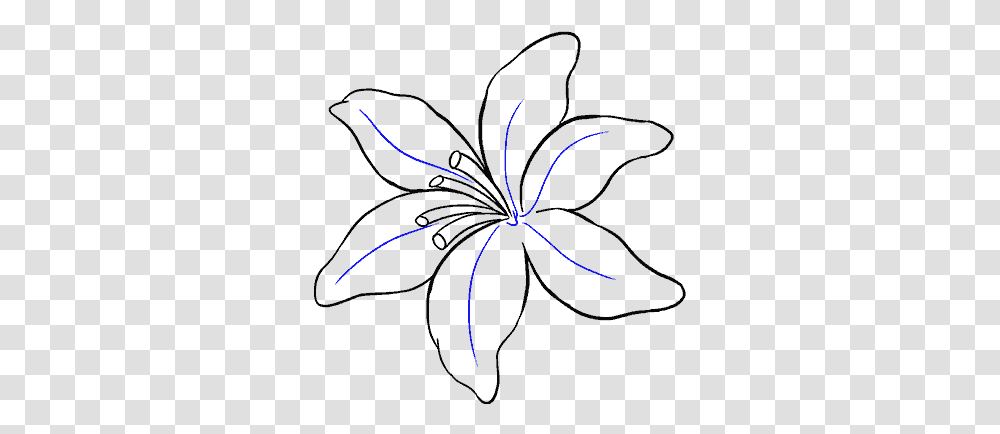 How To Draw Lily Lily Flower Drawing Easy, Insect, Animal Transparent Png