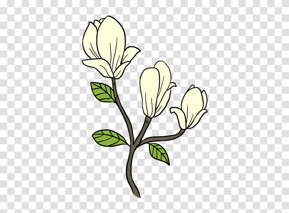 How To Draw Magnolia Flowers, Acanthaceae, Plant, Blossom, Floral Design Transparent Png