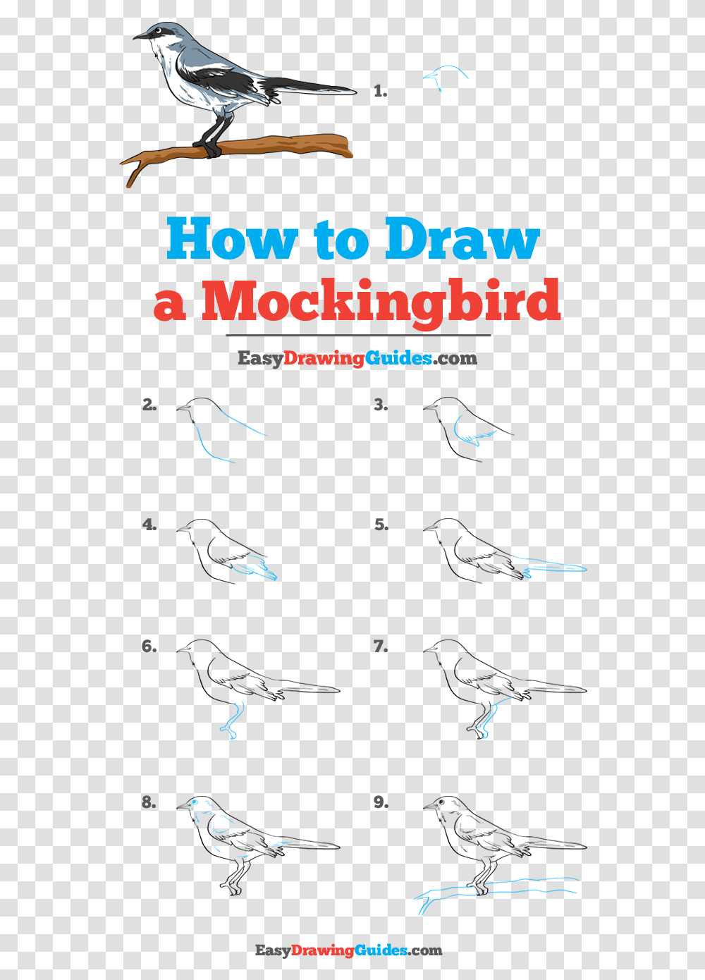 How To Draw Mockingbird Flow, Animal, Poster, Advertisement Transparent Png