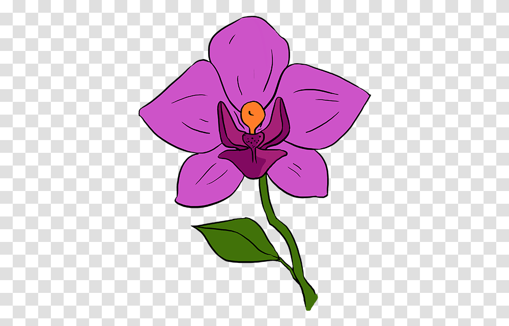 How To Draw Orchid Orchid Flower Drawing Step By Step, Plant, Blossom, Acanthaceae Transparent Png