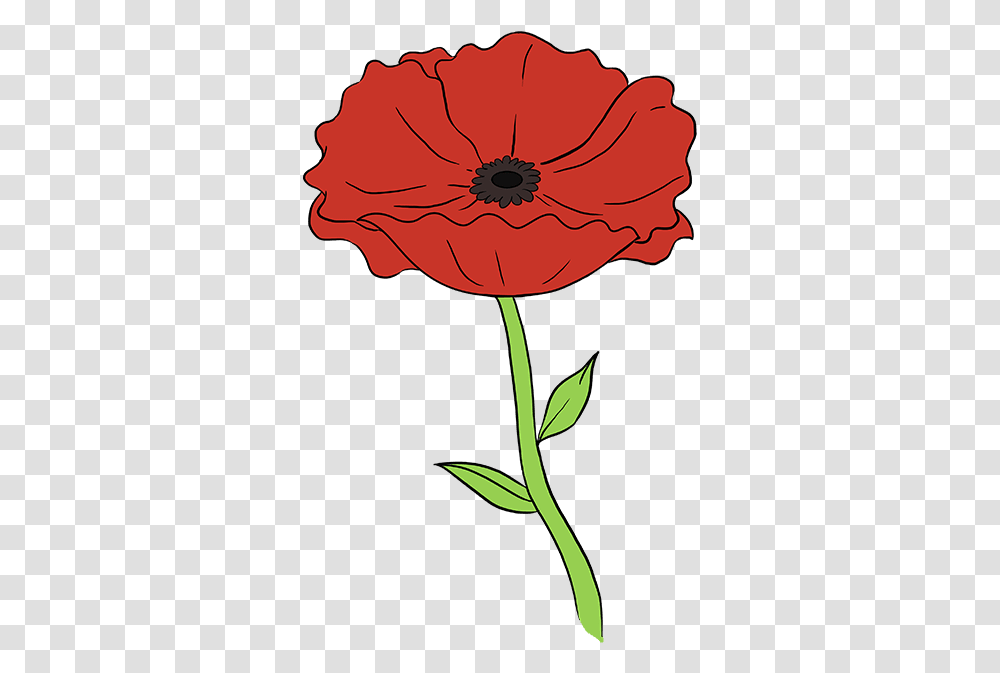 How To Draw Poppy Step How To Draw Flowers, Plant, Blossom, Carnation, Dahlia Transparent Png