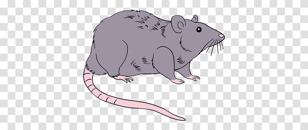 How To Draw Rat Rat, Rodent, Mammal, Animal, Mole Transparent Png