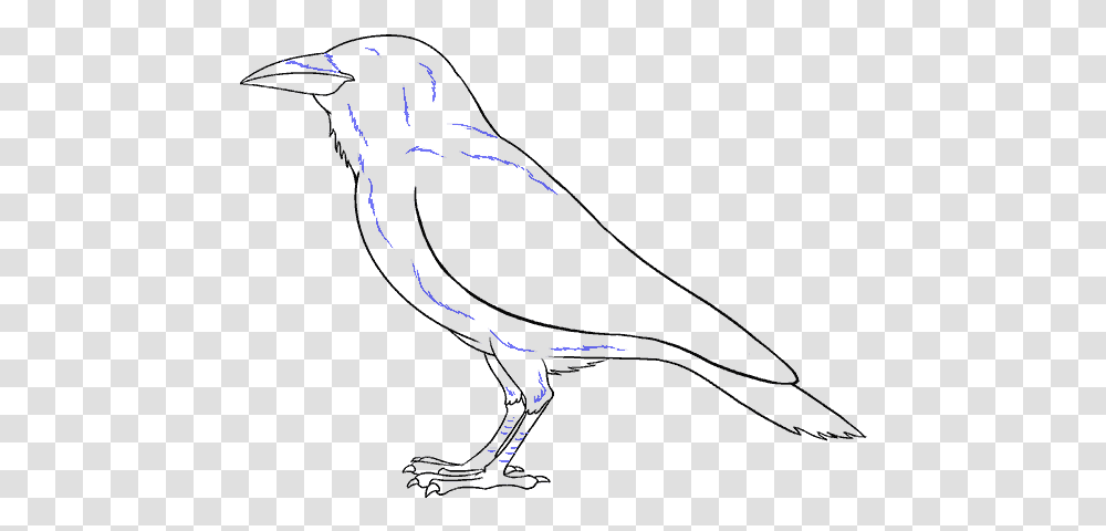 How To Draw Raven Magical Drawings, Glass, Bird, Animal, Alcohol Transparent Png