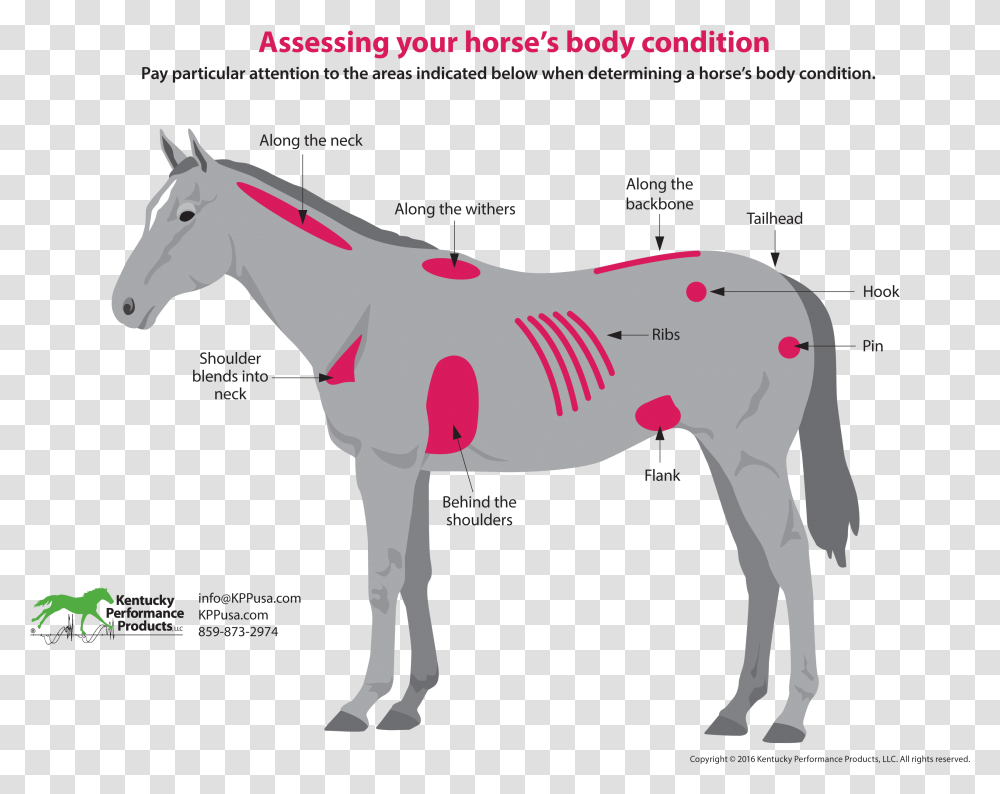 How To Evaluate Your Horses Weight Horse Flank, Foal, Mammal, Animal, Colt Horse Transparent Png