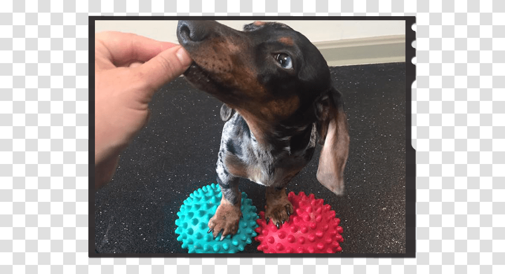 How To Exercise Your Dachshund Dachshund, Person, Hound, Pet, Canine Transparent Png