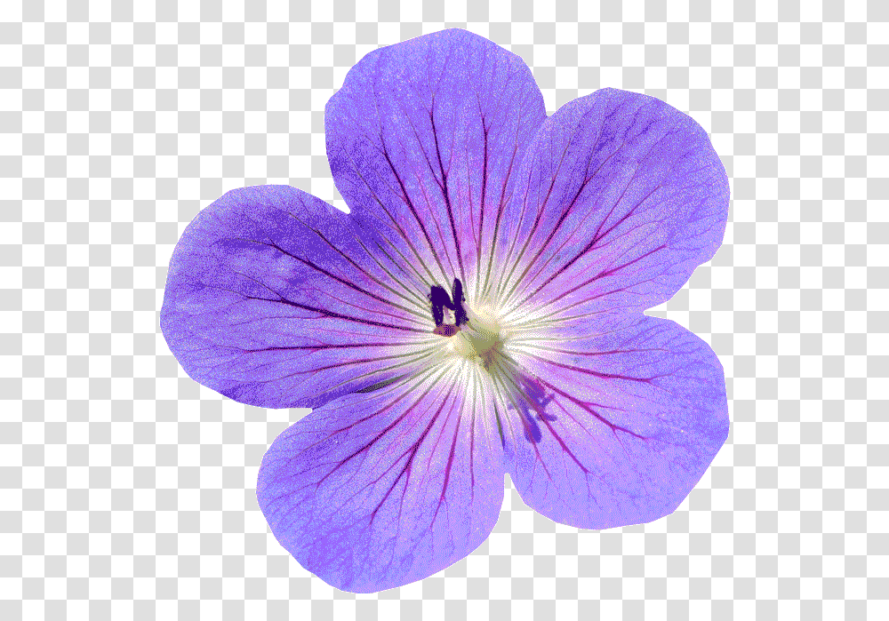 How To Extract & Isolate An Object In Photoshop Tutorial Flower No Background Photoshop, Geranium, Plant, Blossom, Petal Transparent Png