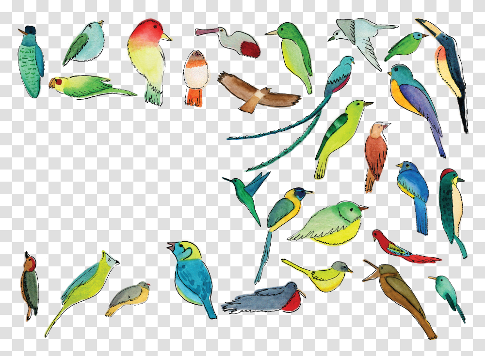 How To Find A Quetzal Like Pro Pet Birds, Animal, Frog, Amphibian, Wildlife Transparent Png