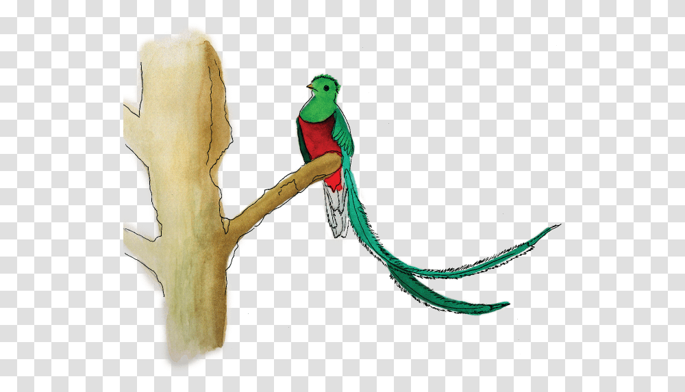 How To Find A Quetzal Like Pro Resplendent Quetzal, Snake, Reptile, Animal, Bird Transparent Png
