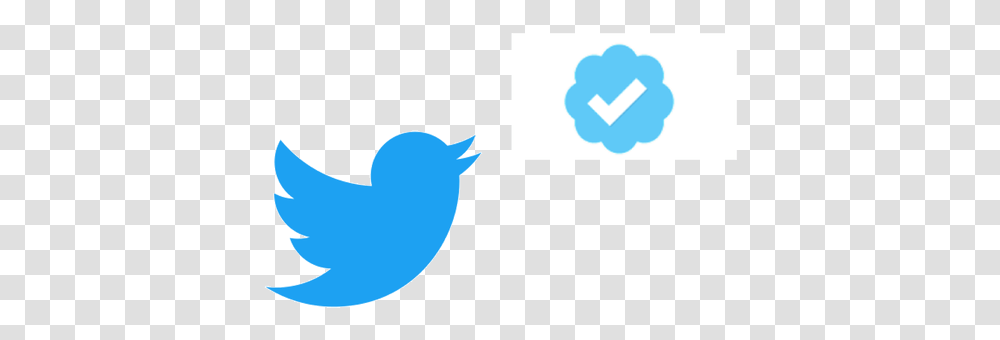 How To Get Your Twitter Account Verified Thumb800 Twitter Gab Ai Vs Twitter, Sea Life, Animal, Sea Turtle, Reptile Transparent Png