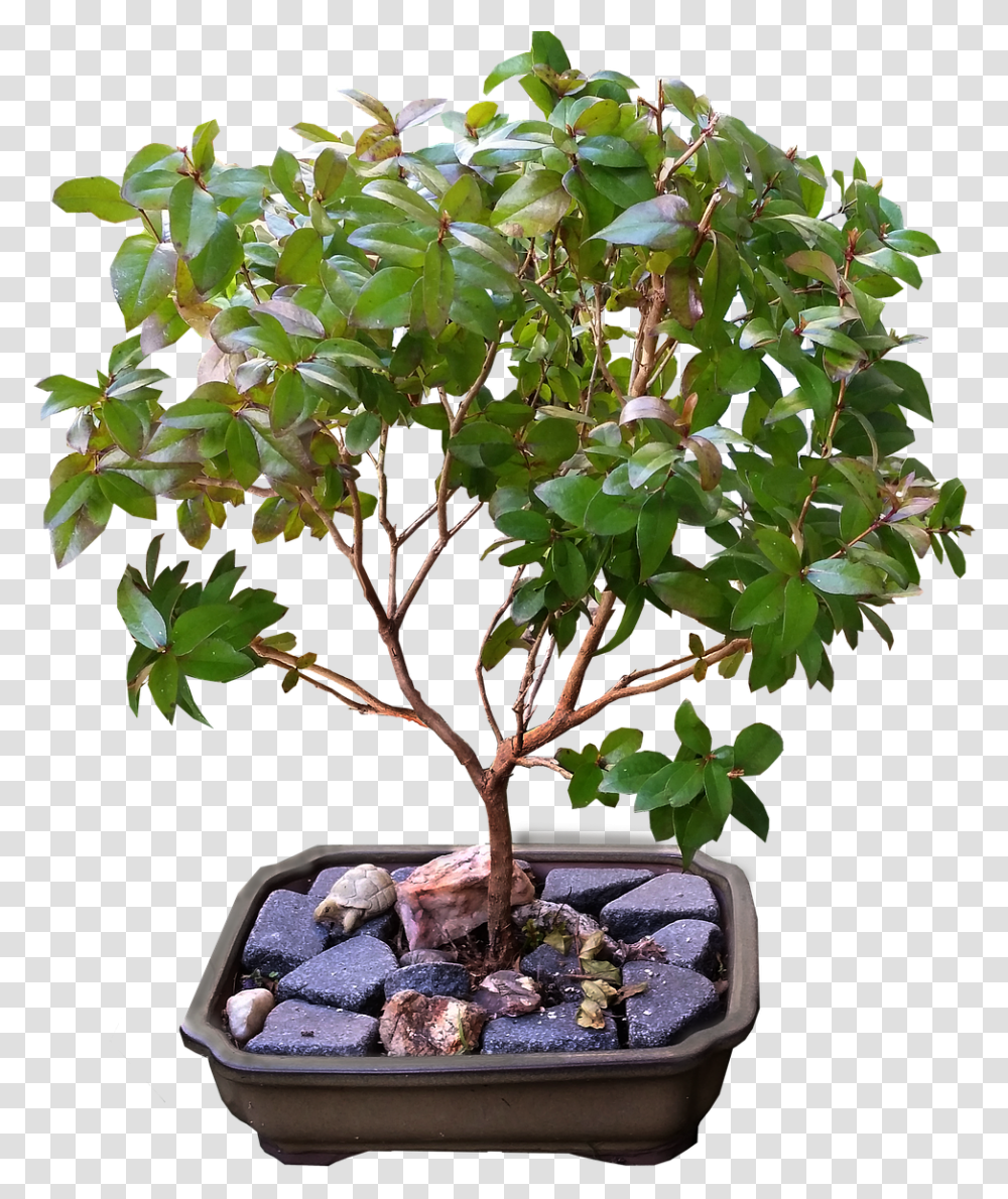 How To Grow A Bonsai Tree Bonsai, Potted Plant, Vase, Jar, Pottery Transparent Png