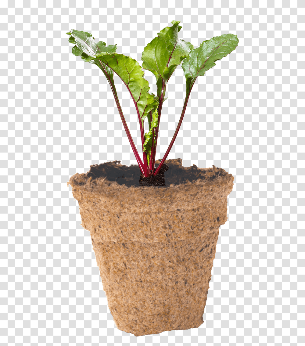 How To Grow Your Beetroot Seeds Flowerpot, Plant, Produce, Food, Vegetable Transparent Png