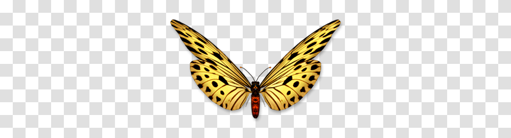 How To Live Age Wisely Born To Age Senior Care Directory, Butterfly, Insect, Invertebrate, Animal Transparent Png