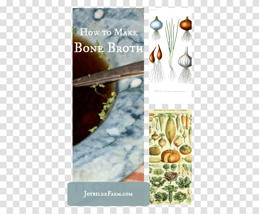How To Make Bone Broth Joybilee Farm Shell, Plant, Vegetable, Food, Poster Transparent Png