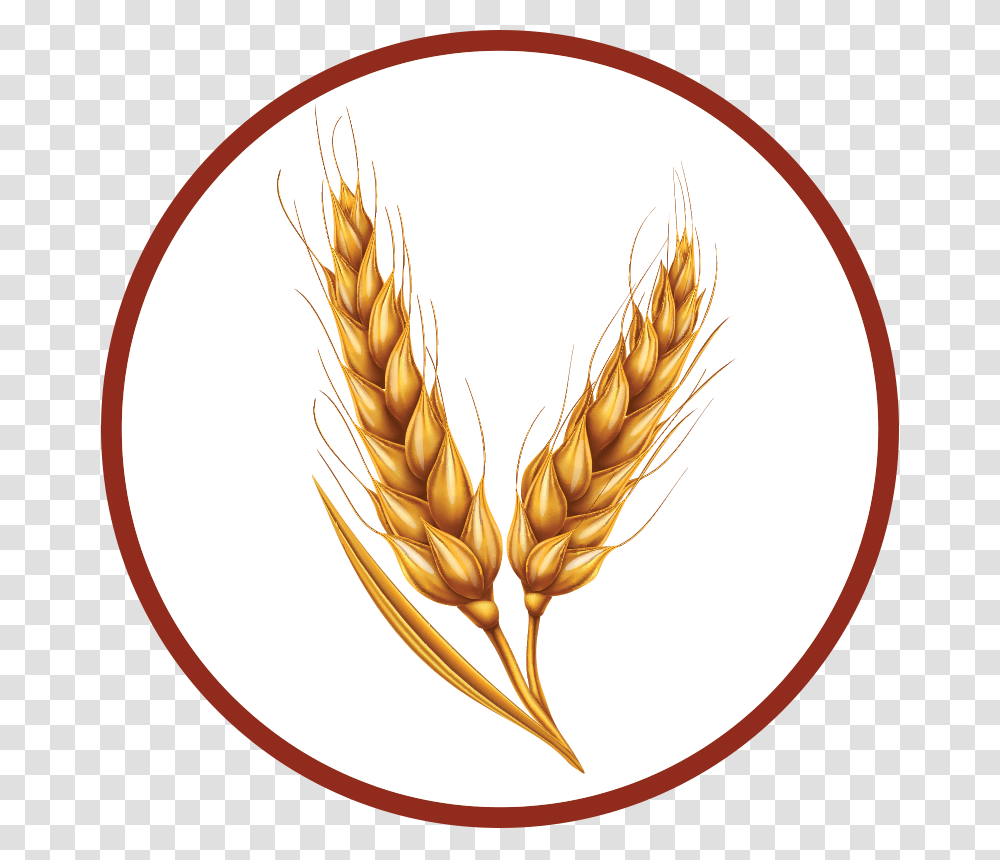 How To Make Bourbon Ingredients Wheat Sheaves Of Wheat, Plant, Vegetable, Food, Painting Transparent Png