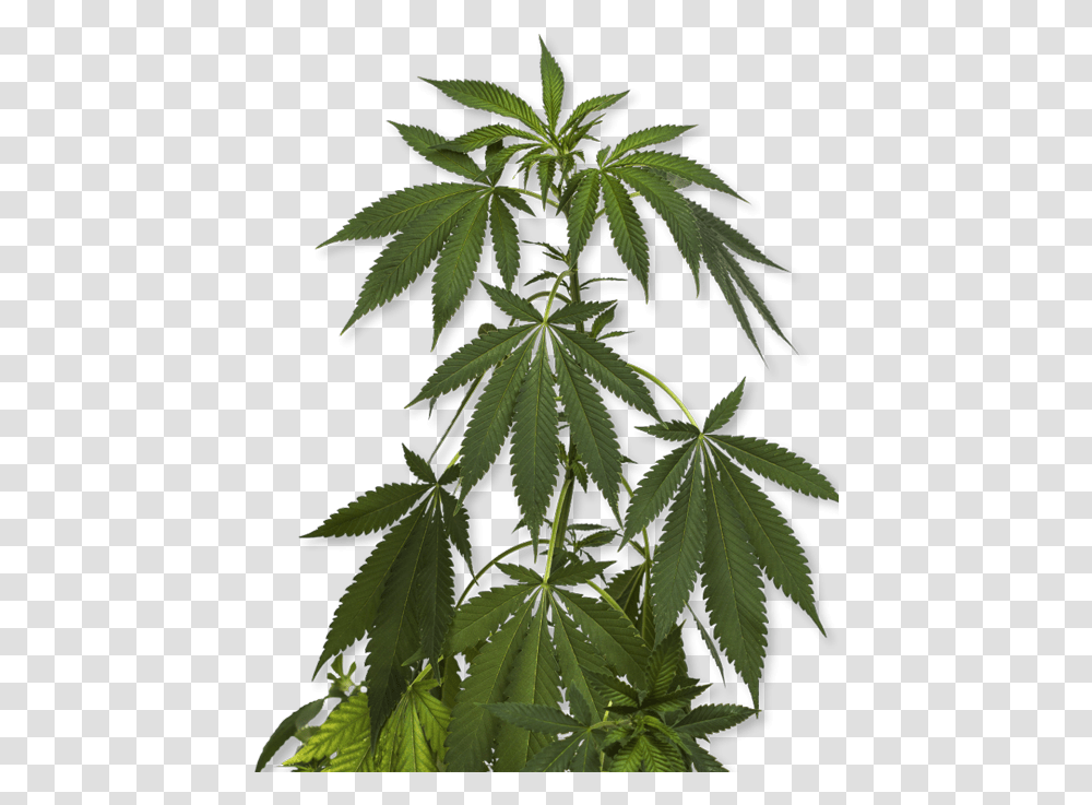 How To Order Marijuana, Plant, Hemp Transparent Png