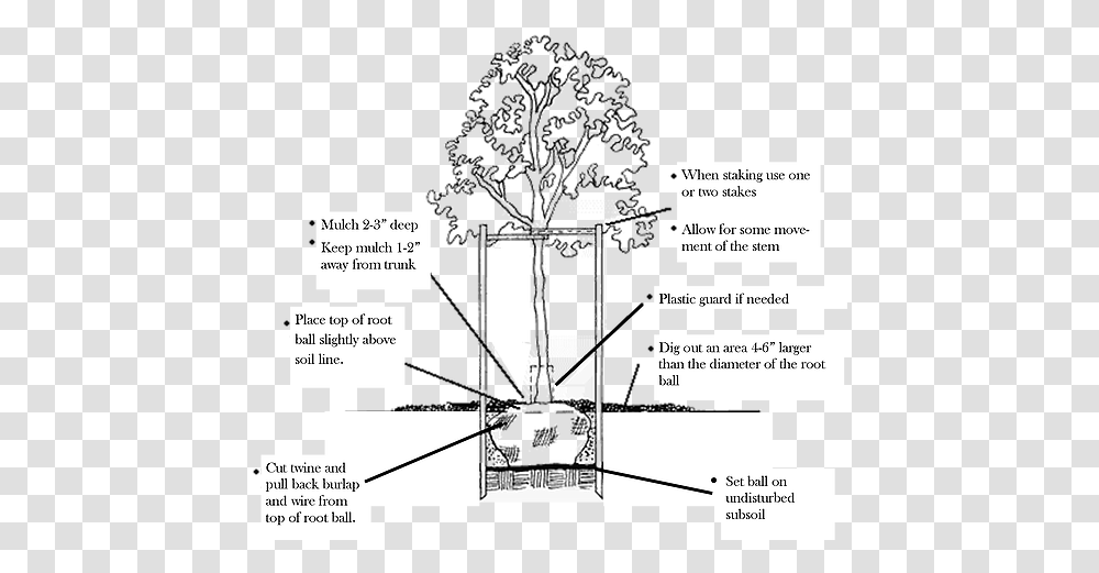 How To Plant A Tree Or Shrub Tree, Text, Diagram, Plot, Page Transparent Png