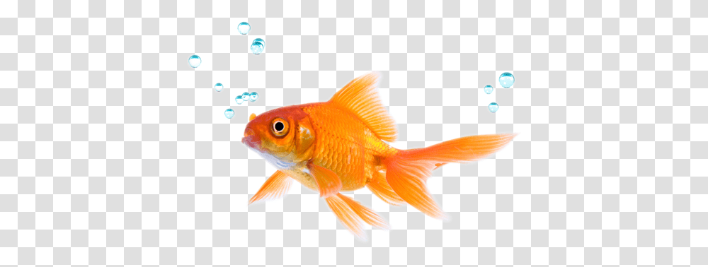 How To Play Against The Fish Who Doesnt Fold Anything, Animal, Goldfish Transparent Png