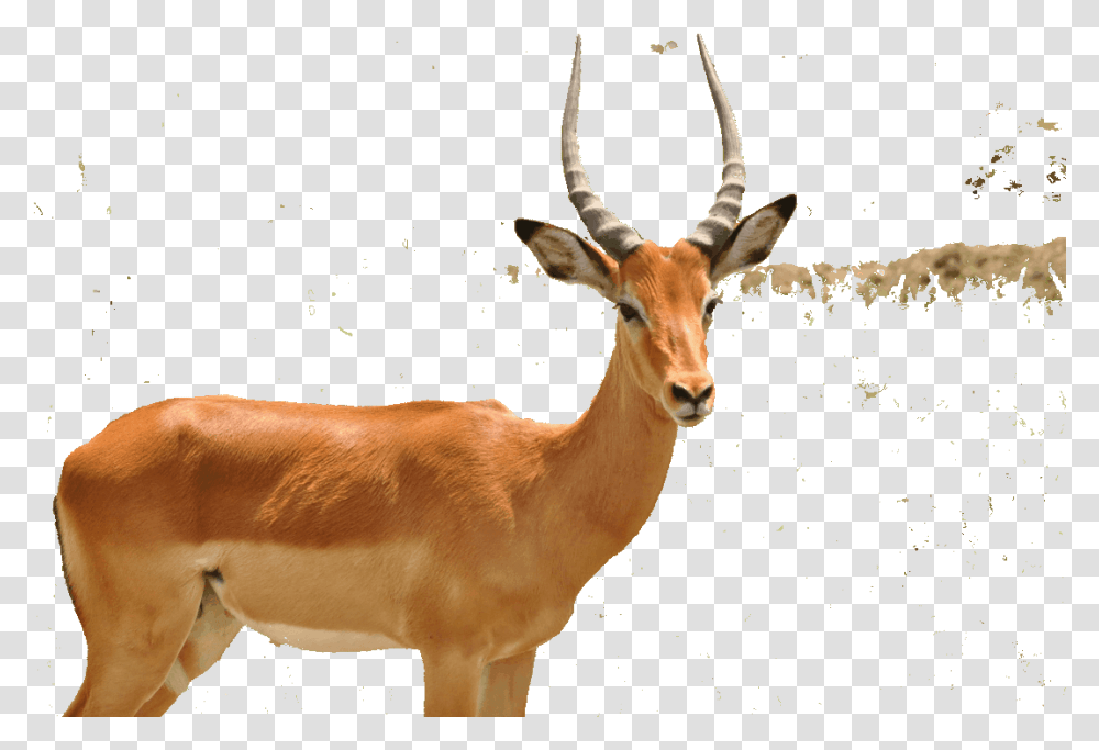 How To Set Colors In Gif Gif Studio Animal Gif Background, Antelope, Wildlife, Mammal, Impala Transparent Png