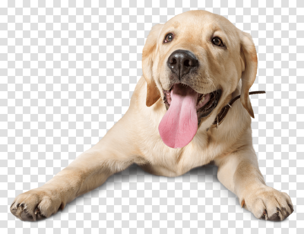 How To Stop Puppies Needle Sharp Teeth Dog, Pet, Canine, Animal, Mammal Transparent Png