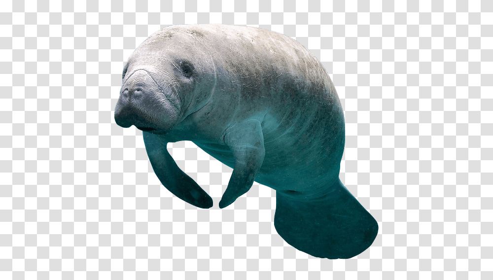 How To Swim With Manatees In Florida, Mammal, Animal, Bear, Wildlife Transparent Png