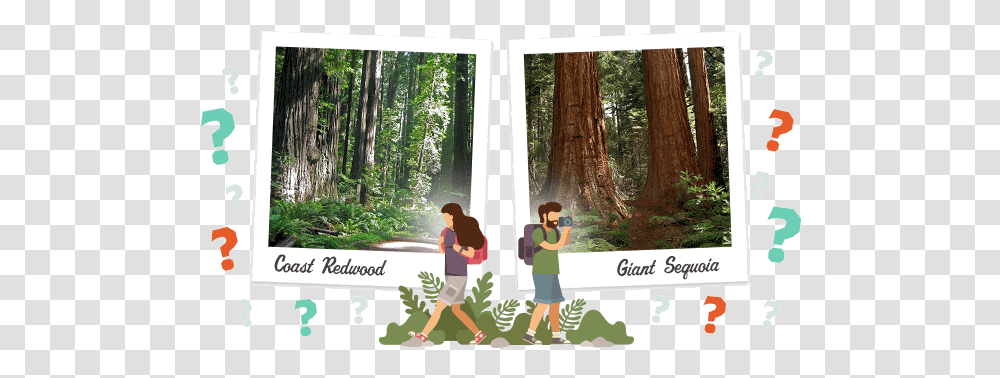 How Well Do You Know Redwoods Save The League Leisure, Person, Vegetation, Plant, Tree Transparent Png
