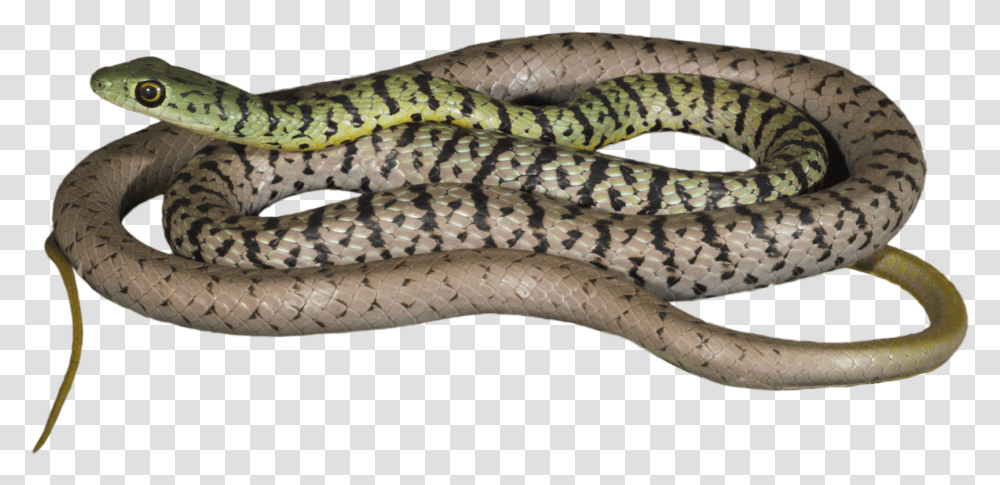 How Would This Information About Snakes And Reptiles Smooth Earth Snake, Animal, King Snake Transparent Png