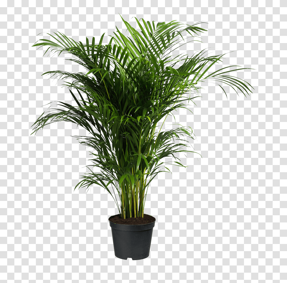 Howea Forsteriana Ravenea Areca Palm Houseplant Indoor Palm Tree, Arecaceae, Vegetation Transparent Png