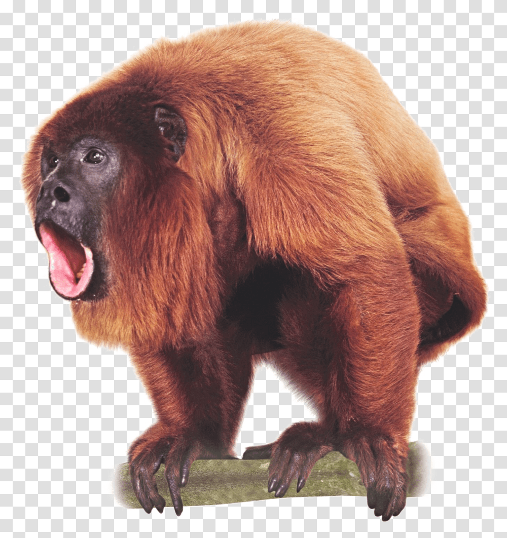 Howler Monkey, Wildlife, Animal, Mammal, Bear Transparent Png