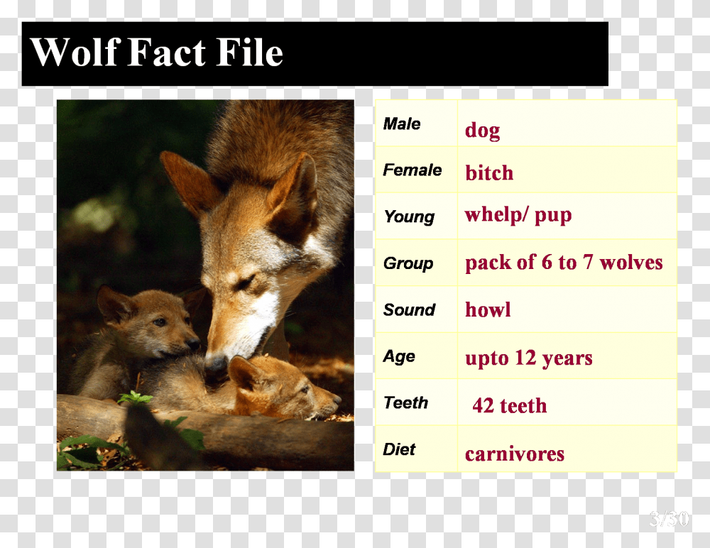 Howling Is One Way Wolves Talk To Each Other Facts About The Red Wolf, Mammal, Animal, Canine, Fox Transparent Png