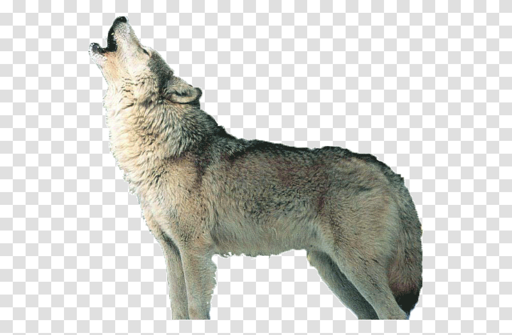 Howling Wolf, Mammal, Animal, Coyote, Red Wolf Transparent Png
