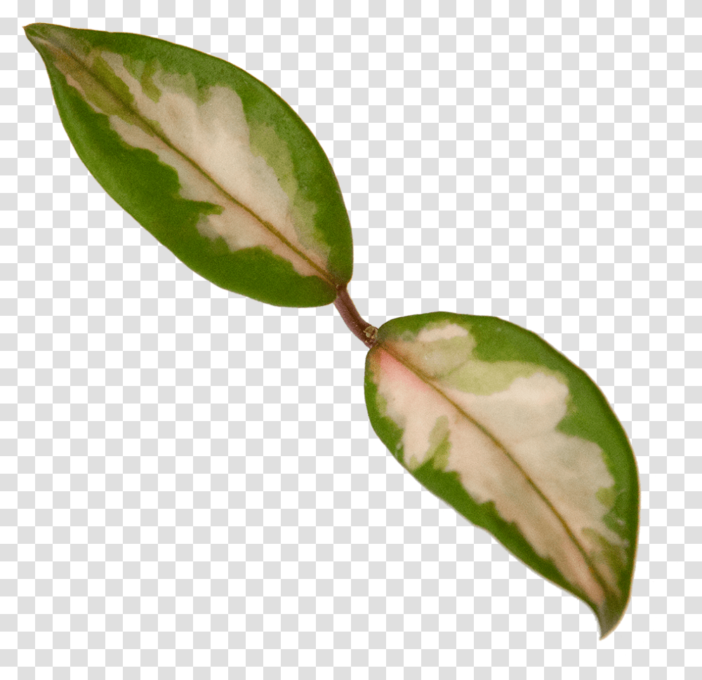 Hoya Exotica Bud, Leaf, Plant, Annonaceae, Tree Transparent Png