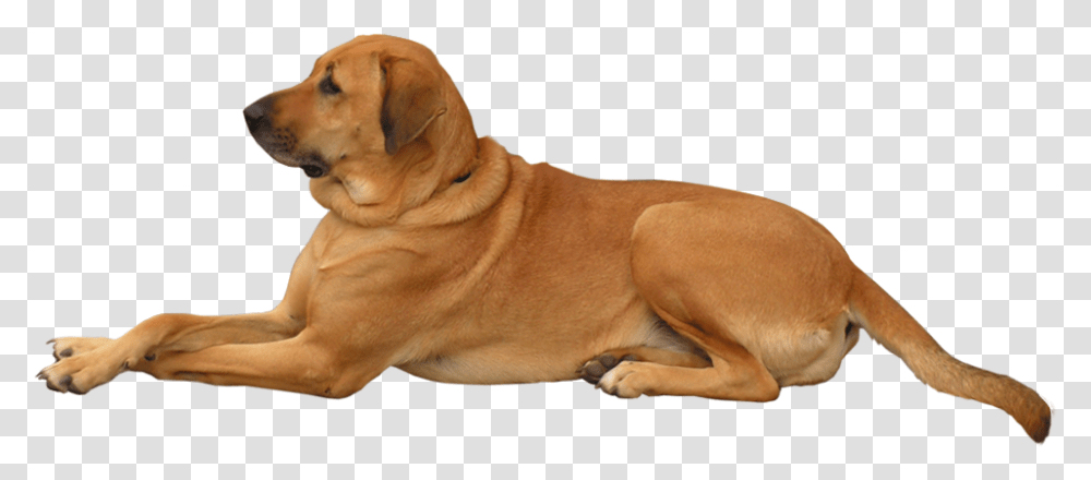 Hq Dog Dog, Canine, Mammal, Animal, Pet Transparent Png