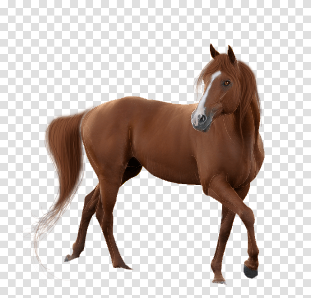 Hq Horse Horse Images, Mammal, Animal, Colt Horse, Stallion Transparent Png