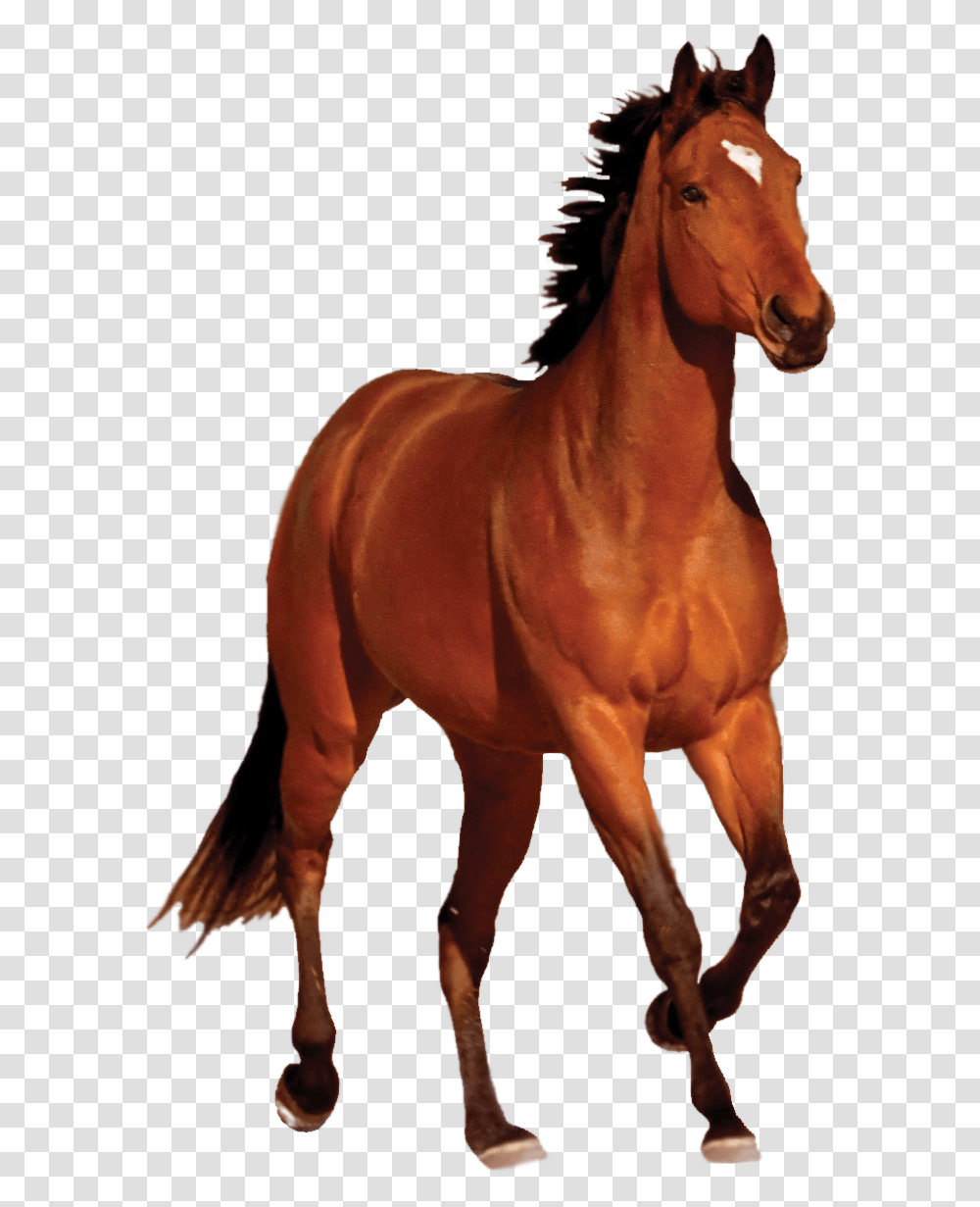 Hq Horse Horse Images, Mammal, Animal, Stallion, Colt Horse Transparent Png