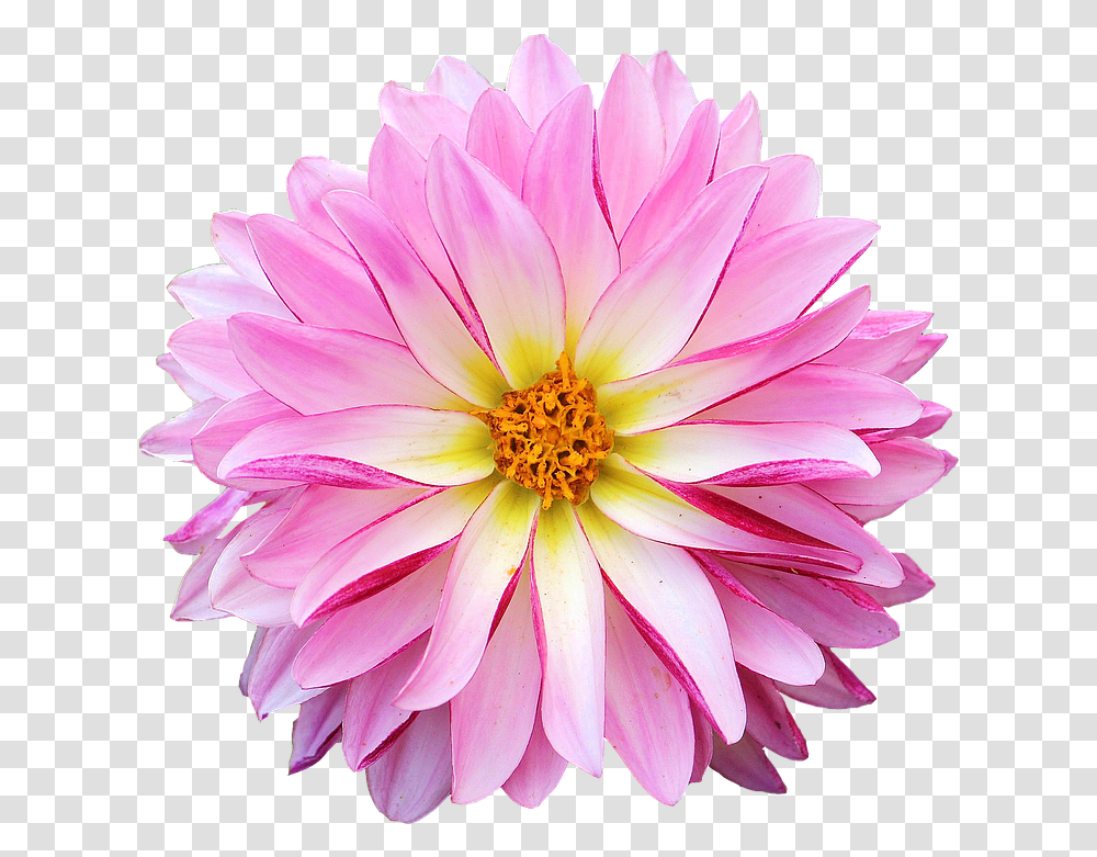 Hq Pink Daisy Hd Hdpng Images Dahlia Flowers, Plant, Blossom, Daisies, Anther Transparent Png