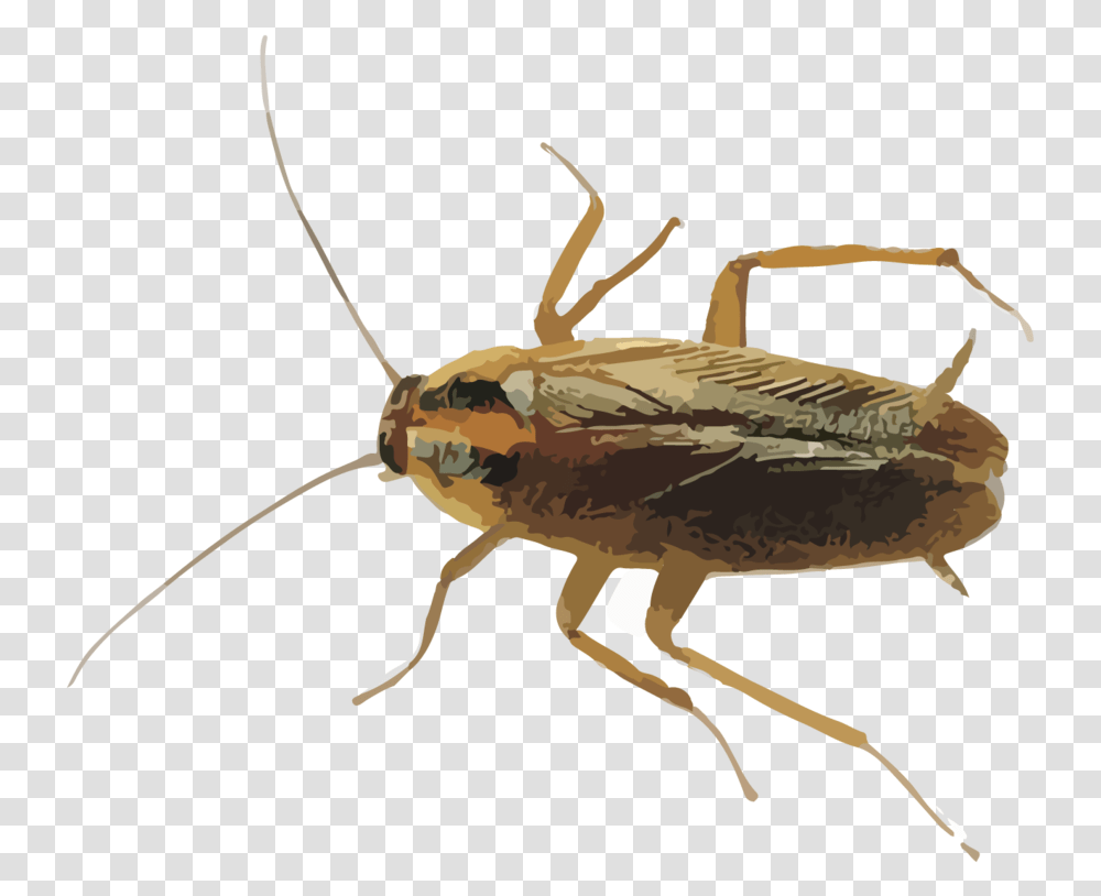 Hr Cockroaches, Insect, Invertebrate, Animal, Cricket Insect Transparent Png